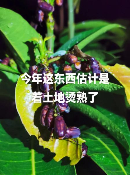 抖音虫子是什么梗