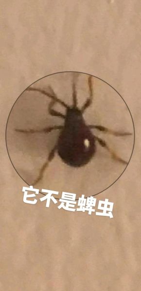 抖音虫子是什么梗